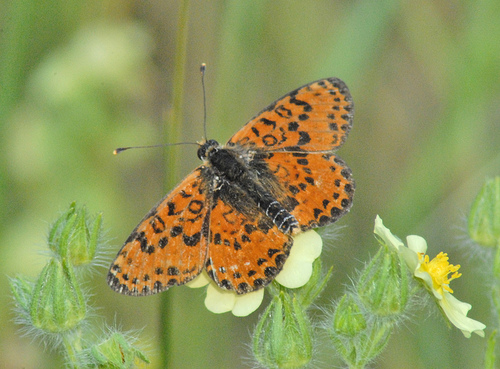 Melitaea didyma M?